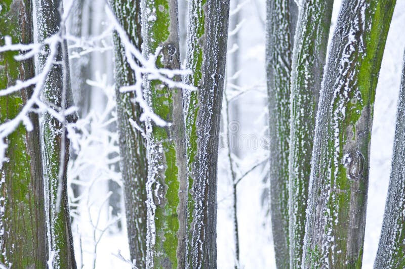 Details of forest in winter