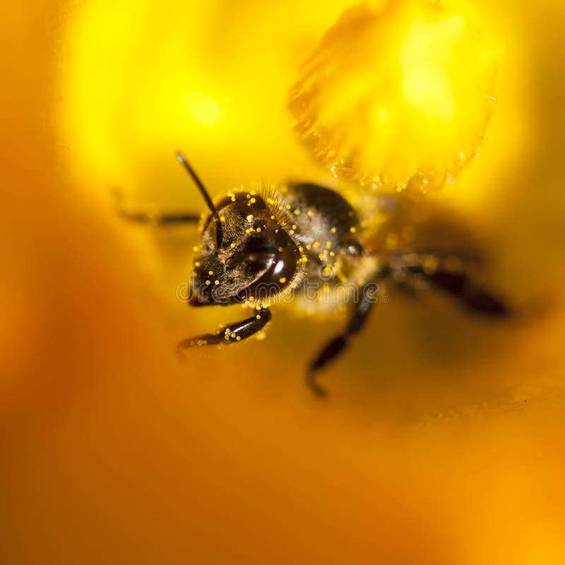 Details of a Honey Bee Inside Flower Stock Image Image of bloom