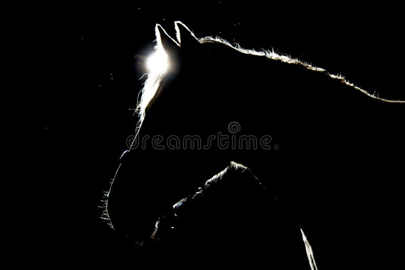 A details of horses with backlighting in the meadow