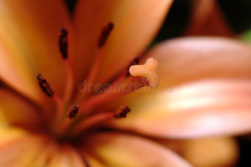 Details of lily stamen on flower