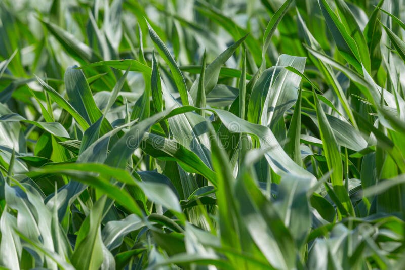 Details of Many Sweet Corn Plants in Sunlight Stock Image Image of