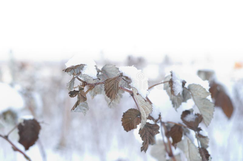 Details of nature in winter