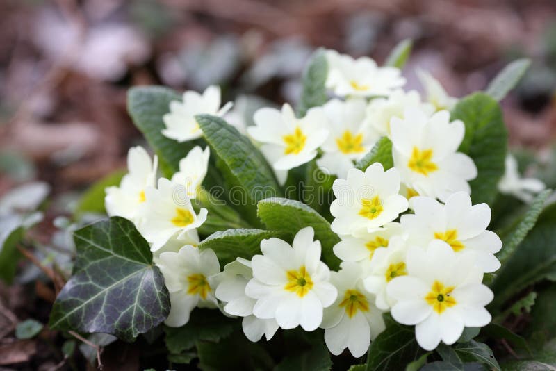 Primula vulgaris stock photo. Image of flora, nature - 29835248