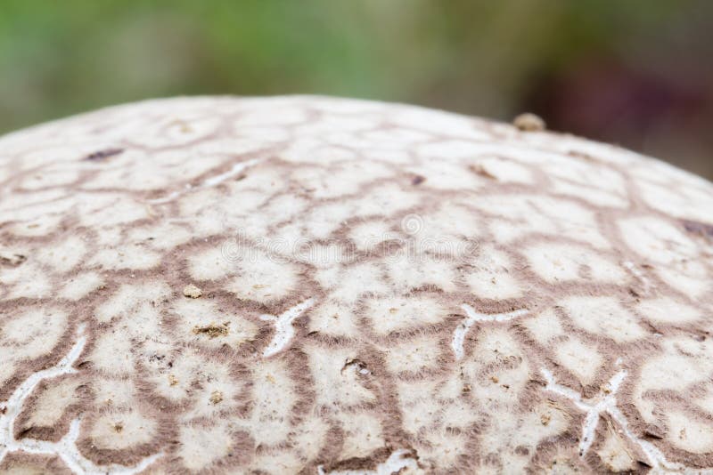 Details of puffball surface