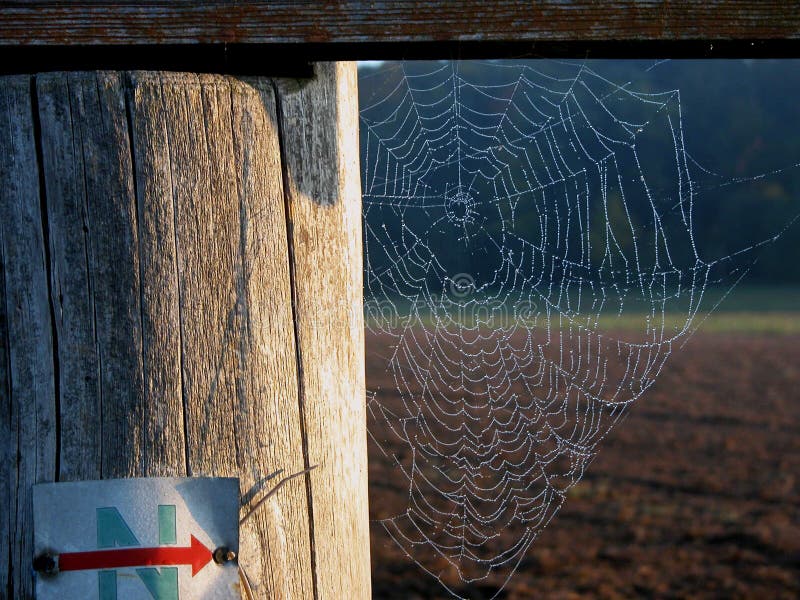 Details of spider web