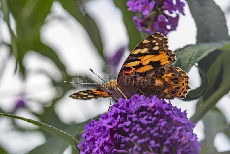 Details of a thistle butterfly on a flower of a Buddleia in Zoetermeer, Netherlands 2