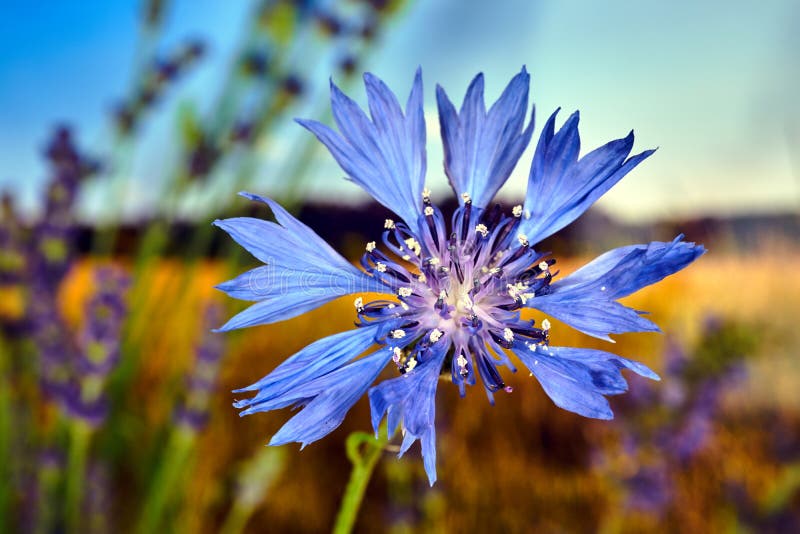 Details of a Tiny Bluebottle Flower in the Meadow Stock Photo - Image