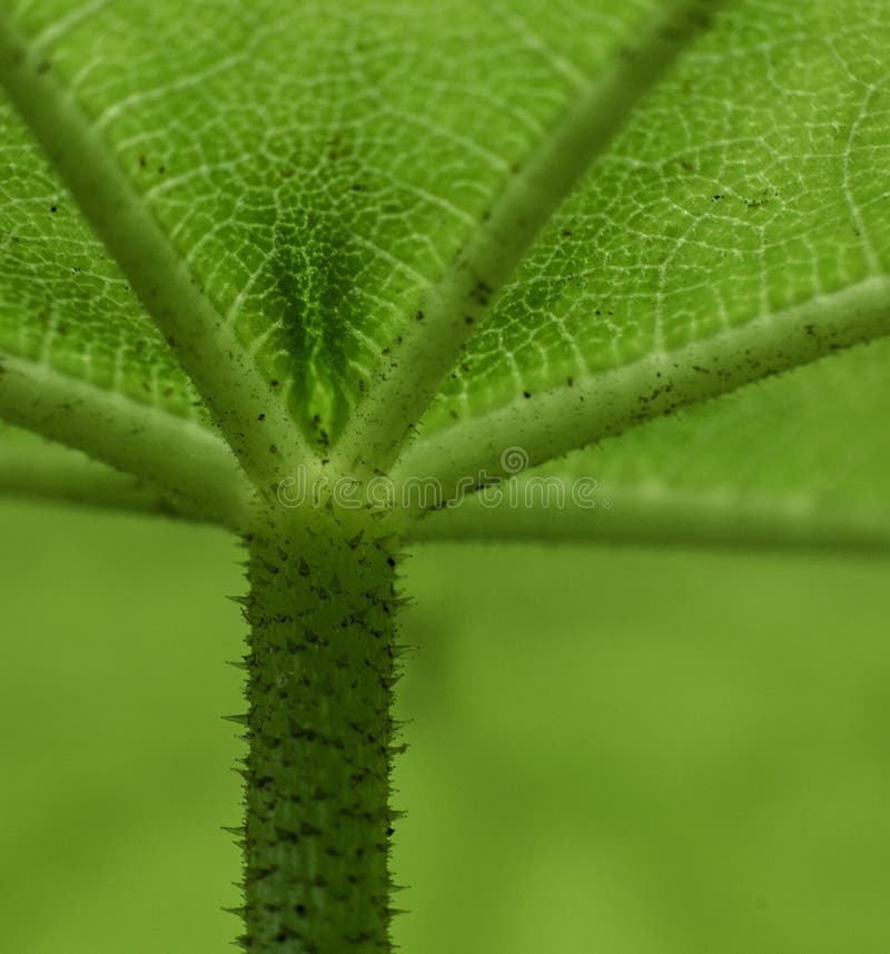 Details of the Underside of a Green Leaf... Stock Photo Image of