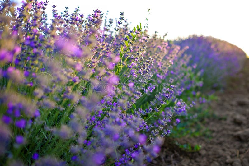 Details of violet lavender fields on sunset 9