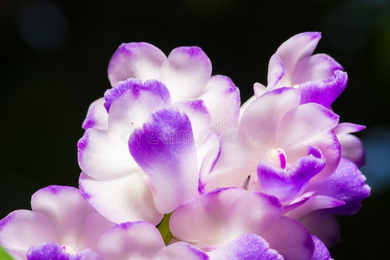 Details von purpurroten Orchideenblumenblättern, Aerides-rosea Lodd ex Lindl U. Paxton Weicher Fokus Auf einem schwarzen Hintergr stockfotografie Details von purpurroten Orchideenblumenblättern, Aerides-rosea Lodd ex Lindl U. Paxton Weicher Fokus Auf einem schwarzen Hintergr stockfotografie