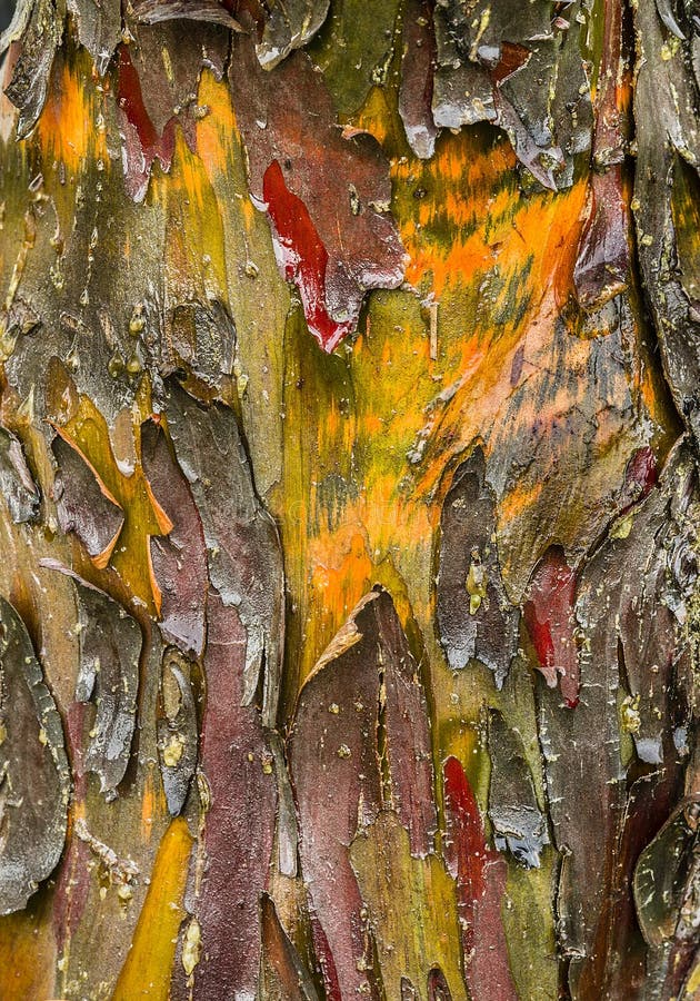 Cypress tree bark detail of colorful trunk after the rain. Cypress tree bark detail of colorful trunk after the rain