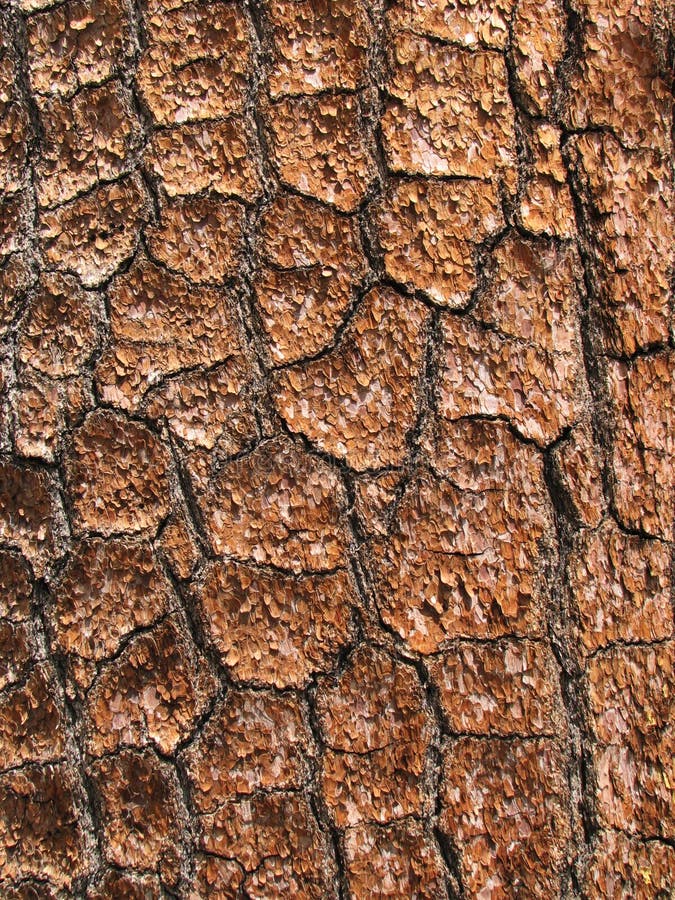 Detail of pine tree trunk bark suitable for background use. Detail of pine tree trunk bark suitable for background use