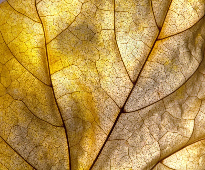 Detalhe da folha do outono