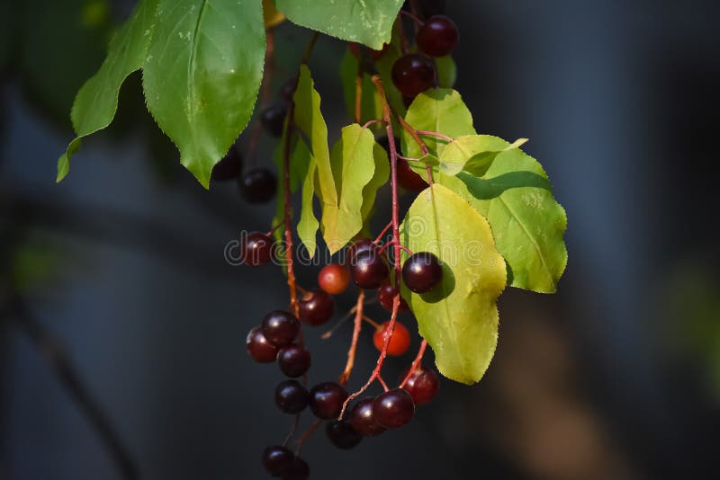 Detalhe da folha do virginiana do Prunus do Chokecherry fotografia de stock royalty free Detalhe da folha do virginiana do Prunus do Chokecherry fotografia de stock royalty free