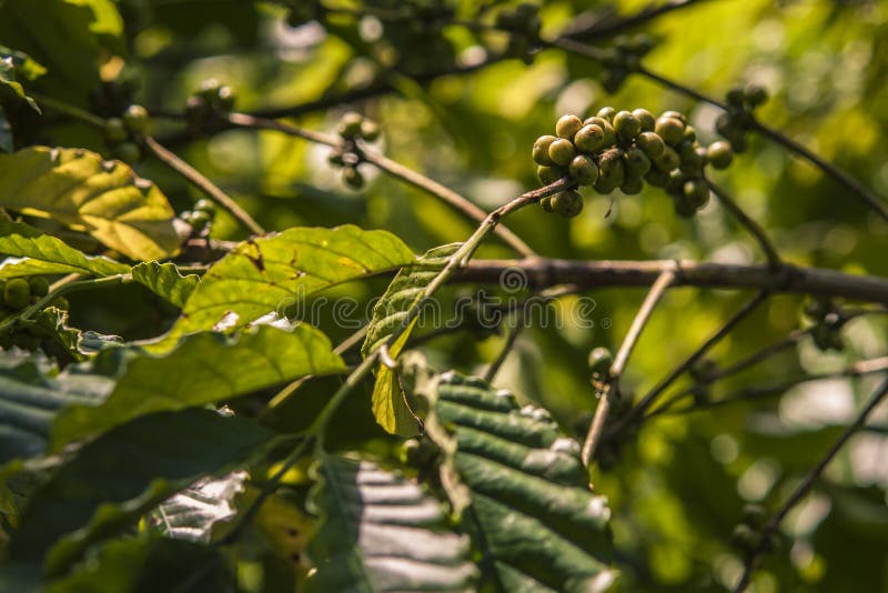 Coffee plant in Nature in a Dominican Republic cultivation. Coffee plant in Nature in a Dominican Republic cultivation