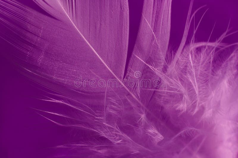 Close-up of a white feather on a purple background. Macro photograph: shallow depth of field!. Close-up of a white feather on a purple background. Macro photograph: shallow depth of field!