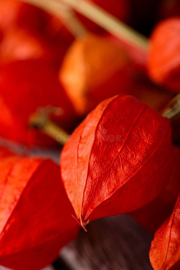 Detalhe de flor da groselha com outro fotografia de stock royalty free Detalhe de flor da groselha com outro fotografia de stock royalty free