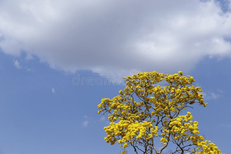 Detalhe De Flor De Ipe Amarelo Com Céu Azul Imagem de Stock - Imagem de  exterior, feriado: 228502385