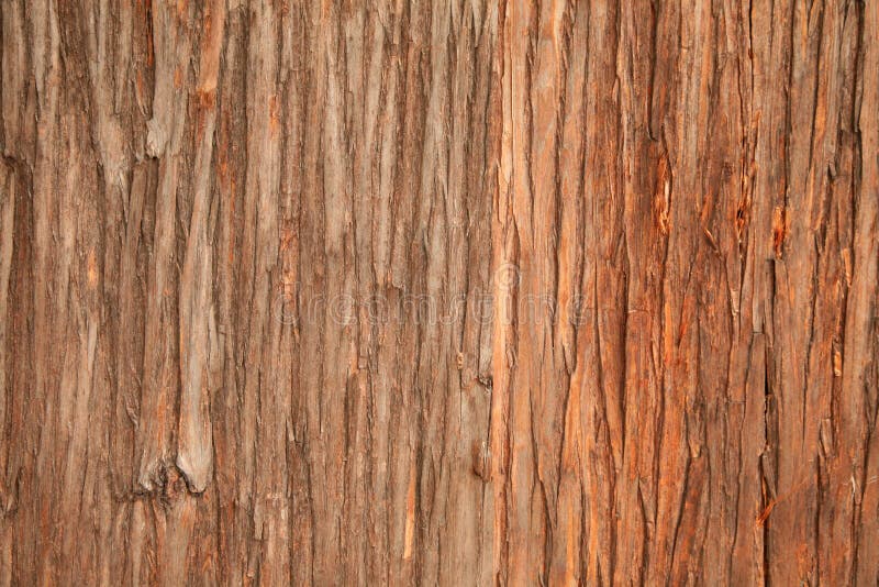 Wood bark detail in close up. Wood bark detail in close up