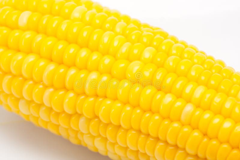 Boiled sweet corn in white background. Boiled sweet corn in white background