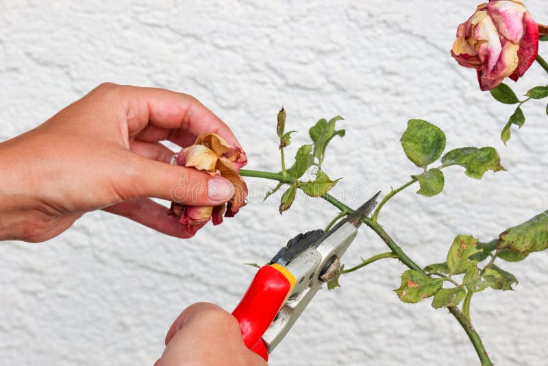 Detail of woman hands pruning roses with garden scissors. White wall with pattern in background. Dry roses. Rose leaves with spot. Plant diseases. Trimming. Gardening. Detail of woman hands pruning roses with garden scissors. White wall with pattern in background. Dry roses. Rose leaves with spot. Plant diseases. Trimming. Gardening