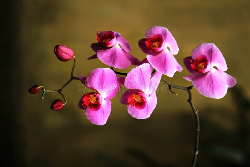 Detalhe de orquídeas roxas da lua com fundo obscuro de Brown imagens de stock Detalhe de orquídeas roxas da lua com fundo obscuro de Brown imagens de stock