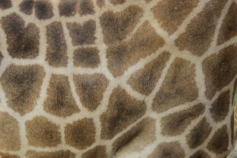 detalhe de um cativo giraffe' teste padrão da pele de s foto de stock detalhe de um cativo giraffe' teste padrão da pele de s foto de stock