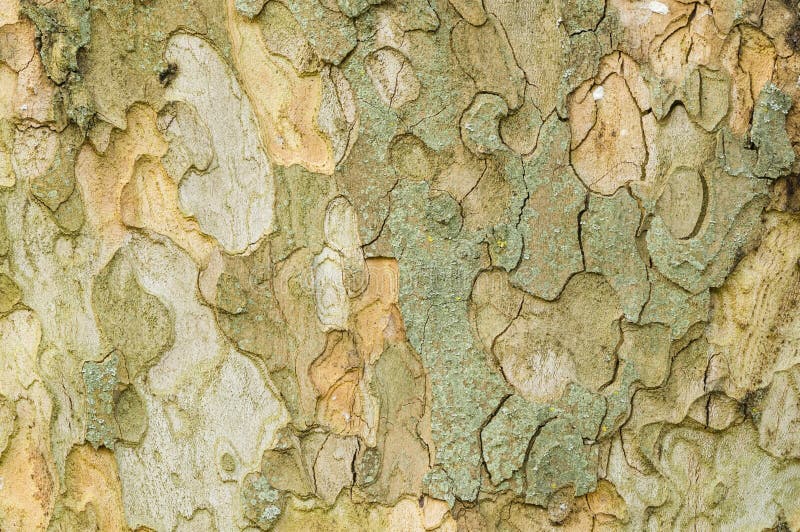 Detail of Plane tree, Platanus, bark. Detail of Plane tree, Platanus, bark