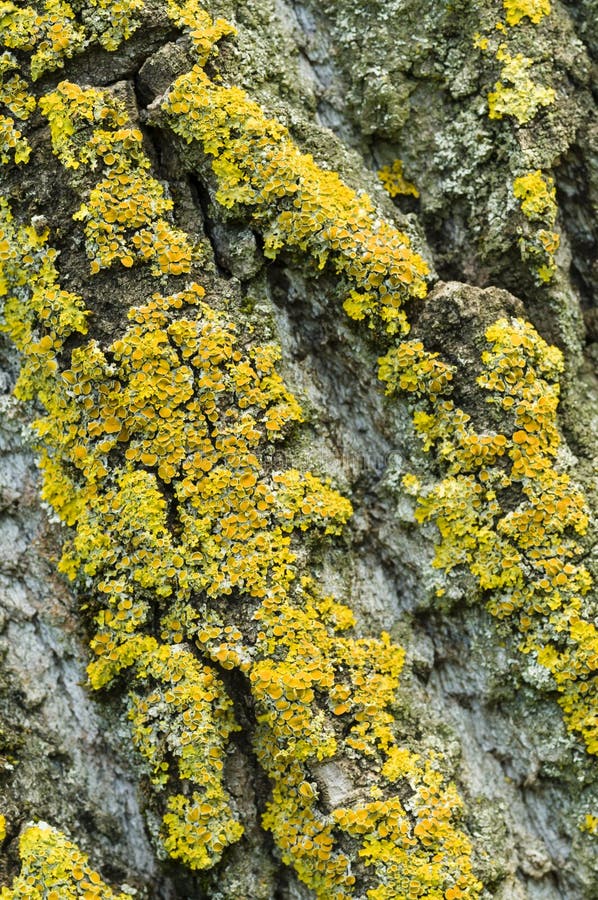 Detail of Plane tree, Platanus, bark with orange lichens. Detail of Plane tree, Platanus, bark with orange lichens