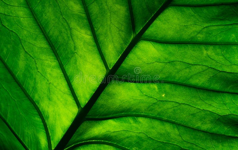 textura de folha verde sobre fundo escuro. detalhe de close-up de planta de  casa interna.