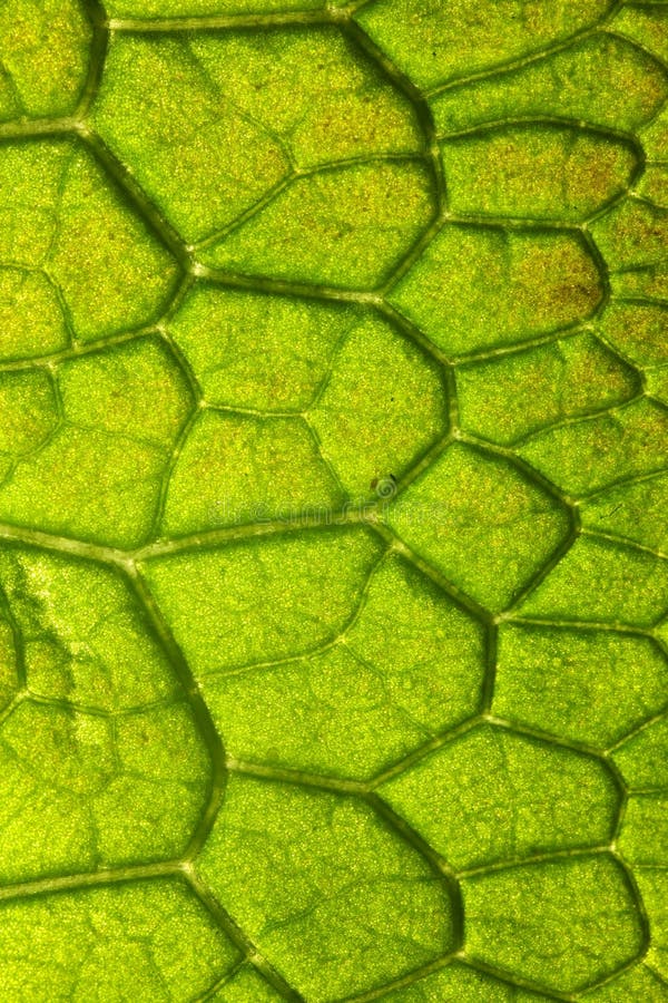 Macro of leaf detail showing veins and texture. Macro of leaf detail showing veins and texture