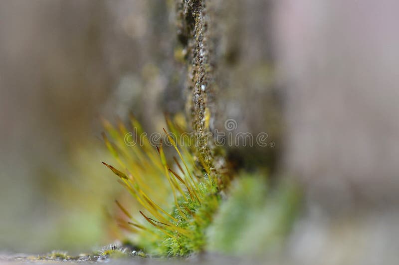 Detalhe do musgo fotos de stock royalty free Detalhe do musgo fotos de stock royalty free