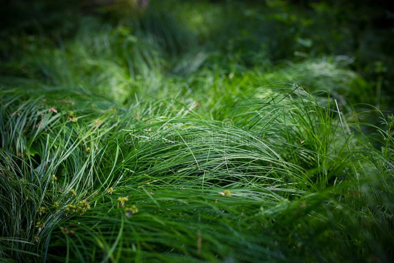 Detalhe exterior da grama verde imagens de stock