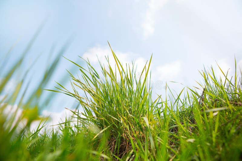 Detalhe exterior e céu da grama verde da paisagem fotos de stock