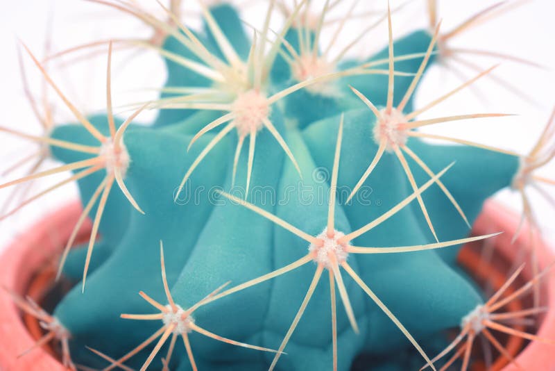 Detalhe macro Art Fashion Design do cacto Conceito mínimo dos cactos Humor de néon azul no fundo branco Cor brilhante na moda imagens de stock Detalhe macro Art Fashion Design do cacto Conceito mínimo dos cactos Humor de néon azul no fundo branco Cor brilhante na moda imagens de stock