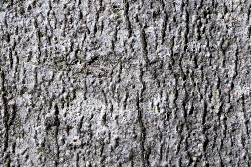 Macro detailclose up of a forest tree bark. Macro detailclose up of a forest tree bark