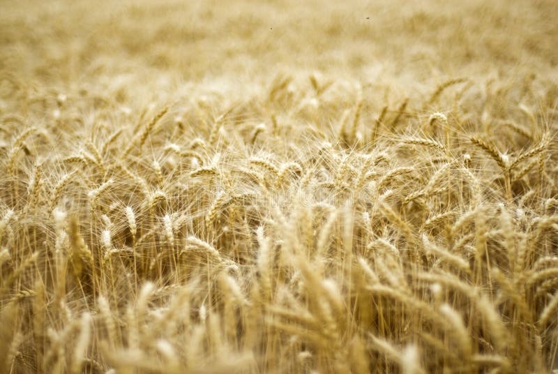 Detalhes de campo de trigo