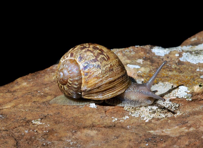 Detalhes De Caracol Na Rocha Foto de Stock - Imagem de caracol, preto