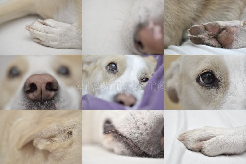 Detalhes do close up do cão imagens de stock royalty free Detalhes do close up do cão imagens de stock royalty free