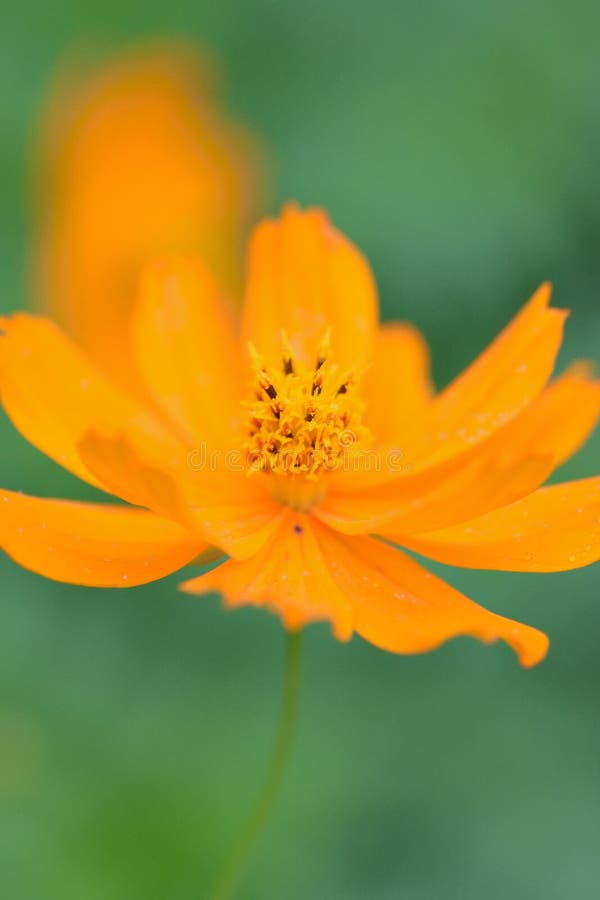 Detalhes macro de flor do cosmos do enxofre do verão foto de stock Detalhes macro de flor do cosmos do enxofre do verão foto de stock