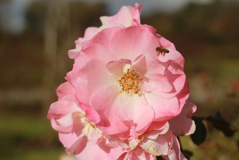 detalhes próximos de uma flor de rosa macio florescendo no mato com uma abelha voando em volta procurando pólen em uma luxuosa fr imagens de stock detalhes próximos de uma flor de rosa macio florescendo no mato com uma abelha voando em volta procurando pólen em uma luxuosa fr imagens de stock