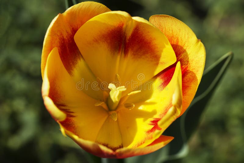 Detalhes vermelhos & amarelos bonitos da tulipa na natureza fotos de stock Detalhes vermelhos & amarelos bonitos da tulipa na natureza fotos de stock