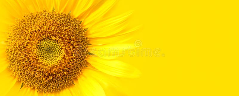 Detalii de închidere a florei-soarelui cu privire la fotografia macrocomenzii cu ecran lat pe banderolă galbenă. concept pentru va royalty free stock image