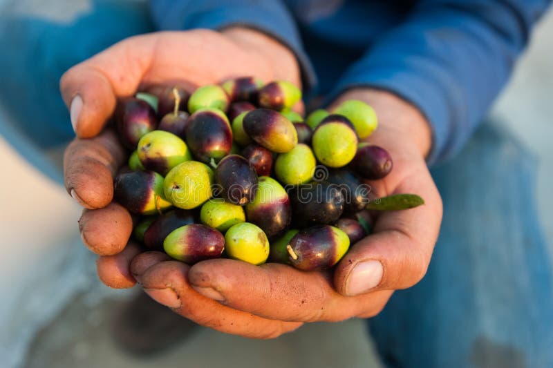 Detalii privind măslinele proaspete recoltate în mâinile agricultorului pentru a vedea frontul stock images