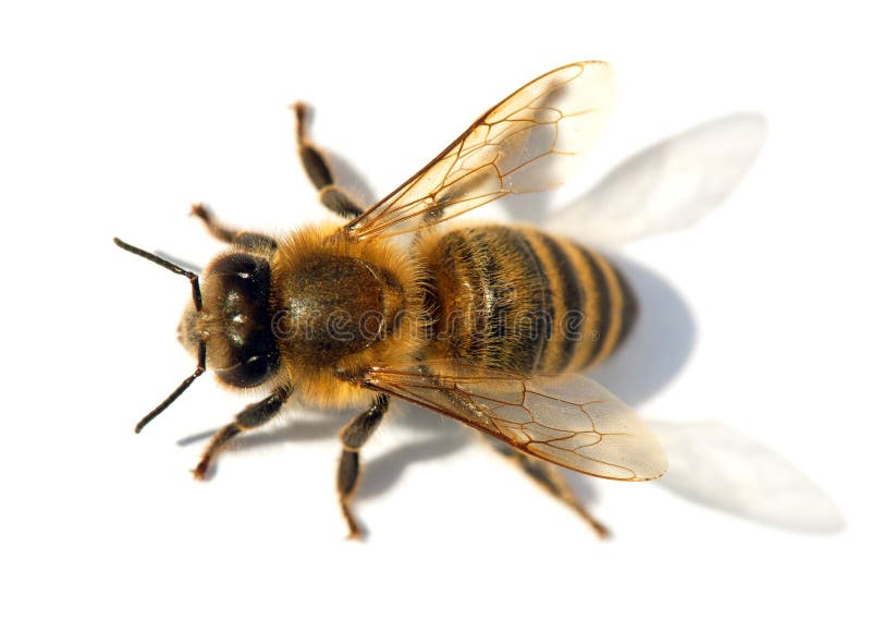 Detalj av biet eller honungsbit, Apis Mellifera fotografering för bildbyråer Detalj av biet eller honungsbit, Apis Mellifera fotografering för bildbyråer