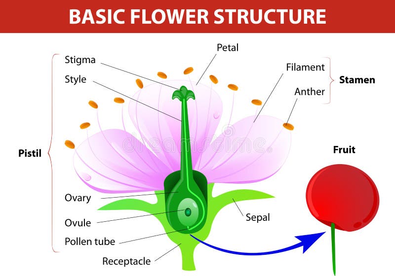 Detalj av den körsbärsröda blomman stock illustrationer