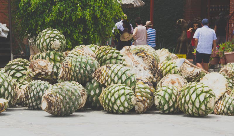 Detalj av den mezcal fabriken i Oaxaca Mexico royaltyfria bilder Detalj av den mezcal fabriken i Oaxaca Mexico royaltyfria bilder