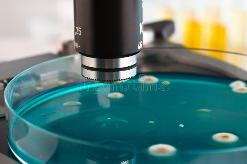 Detalj av den petri maträtten i laboratoriummikroskopet royaltyfri foto
