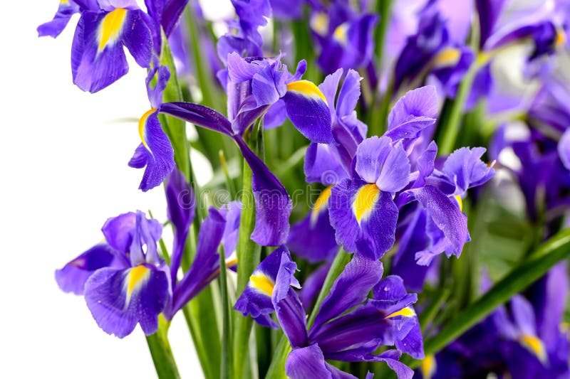 Detalj av den purpurfärgade irisvårblomman arkivbild Detalj av den purpurfärgade irisvårblomman arkivbild