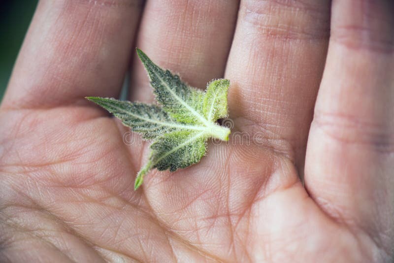 Detaljen av handen som rymmer liten cannabis, sockrar bladet med trichomes royaltyfria bilder Detaljen av handen som rymmer liten cannabis, sockrar bladet med trichomes royaltyfria bilder